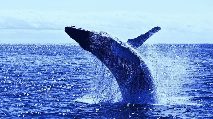 Whale Alert: «кит» заплатил комиссию $3.54 за две транзакции на 88 856 BTC из кошелька Xapo