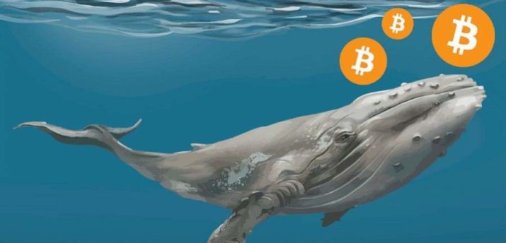 Перетягивание на падении: «киты» продают биткоин, инвесторы держат - Bits Media