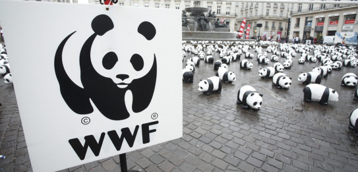 WWF прекратил продажу NFT для сбора средств на защиту редких животных из-за критики экологов - Bits Media