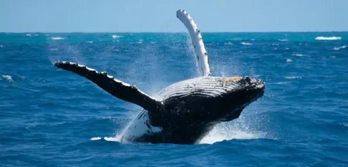 Dami-Defi: «Новый кит поднялся с $25 000 до $1,3 млн за три дня» - Bits Media